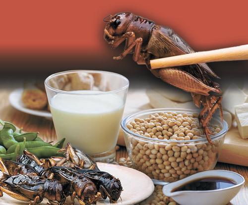 Тараканы на ужин