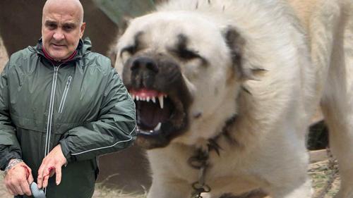 Актёр пострадал от клыков напавшего на улице на женщину с ребёнком алабая