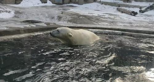 Белые медведи под опекой &laquo;Роснефти&raquo;