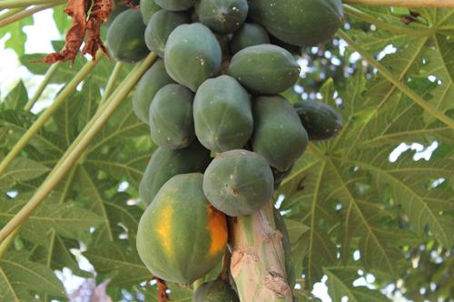 Эксперты назвали пользу кожуры папайи