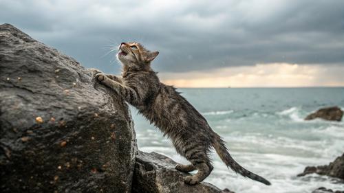 Кошка Муся оказалась живучей, несмотря на возраст