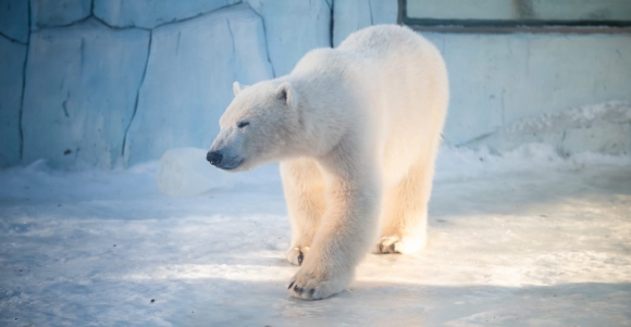 &laquo;По следам белого медведя&raquo; в Санкт-Петербурге проследовали клиенты &laquo;Роснефти&raquo;