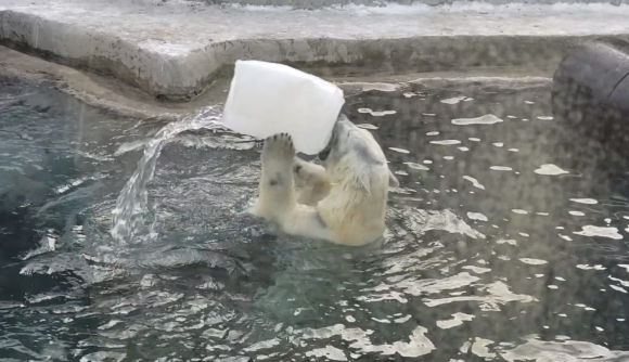 &laquo;По следам белого медведя&raquo; в Санкт-Петербурге проследовали клиенты &laquo;Роснефти&raquo;