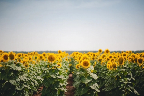 Подсолнечник: российские гибриды высокого полёта