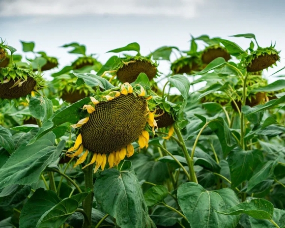 Подсолнечник: российские гибриды высокого полёта