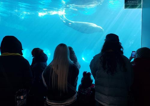 Волонтёры &laquo;Роснефти&raquo; провели для детей из Курска и Донбасса экскурсию в Московском зоопарке