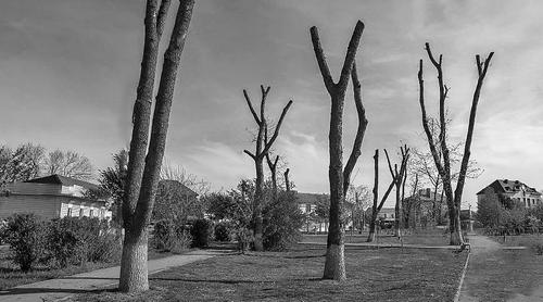 Эксперт дала понять, что обрезчикам деревьев стоило отбить бы руки