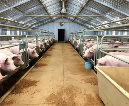 &laquo;Крестовый поход&raquo; против свинокомплекса