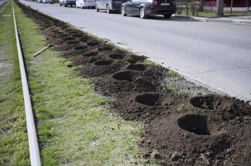 Мэр Евпатории занялся цветами