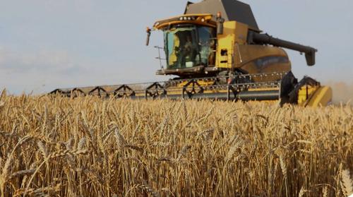 Россия обошла США в экспорте пшеницы в Китай