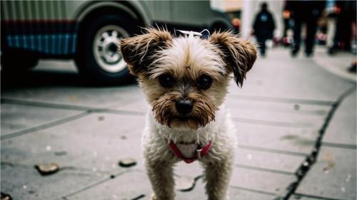 В Симферополе лучше не тяфкать