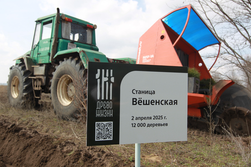 Более 12 тысяч сеянцев сосны высадили в Ростовской области