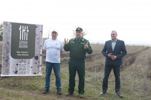 Более 12 тысяч сеянцев сосны высадили в Ростовской области