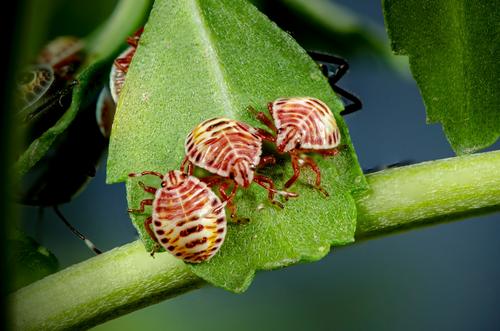 Эксперты рассказали, что делать после укуса клеща