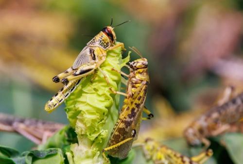 ЛОКУСТИН, КС &ndash; щит от саранчи