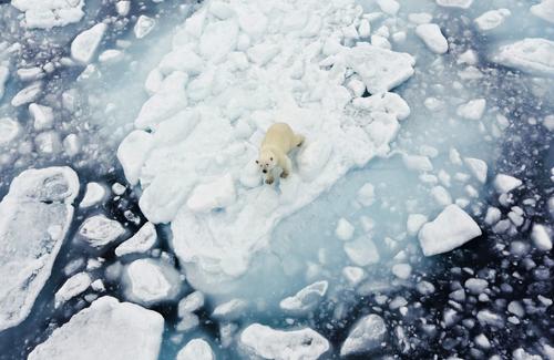 Стартовала экспедиция по изучению белого медведя при участии &laquo;Роснефти&raquo;