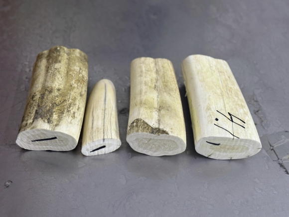 Туристка пыталась перевезти в трусах из России в Китай бивни моржа