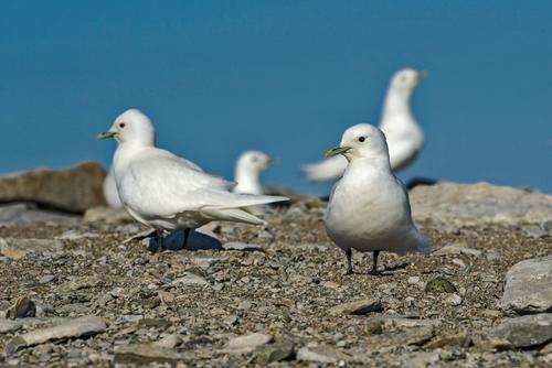 Ученые &laquo;Роснефти&raquo; продолжат научные исследования редких видов птиц