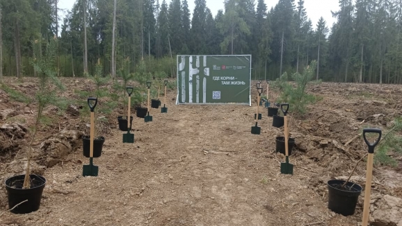 В Новой Москве высадили более четырех тысяч саженцев лесных культур