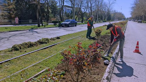 Высадку роз в Евпатории перенесли из-за очень хорошей погоды