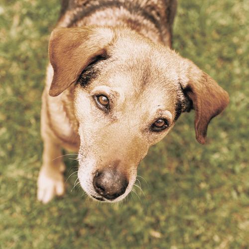 Здесь жил Шарик