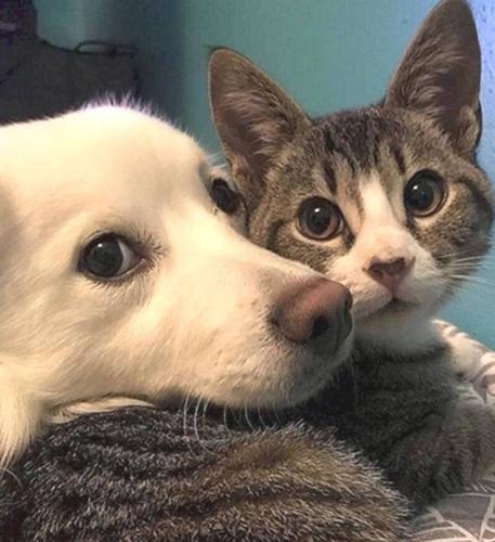 Животных мучают только мужчины?