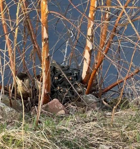 Змеиная весна в Подмосковье: как уберечь себя от укуса?