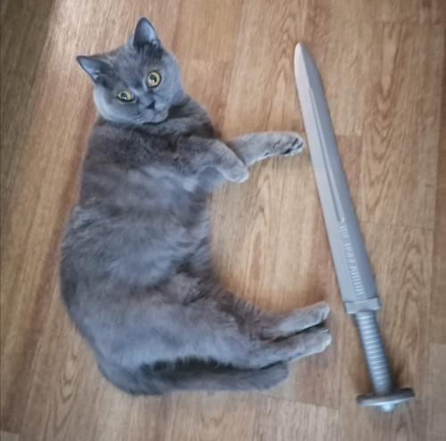 Как птичий грипп становится кошачьим, и почему его не стоит бояться людям