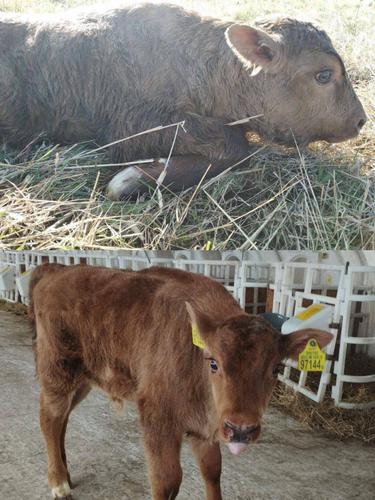 Необычный приплод на ферме: корова родила зубренка