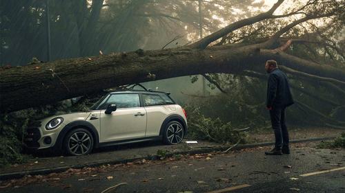 В Ялте деревья падали на машины