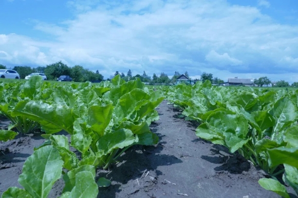 Белорусские земледельцы противостоят капризам погоды с помощью препаратов &laquo;Щёлково Агрохим&raquo;