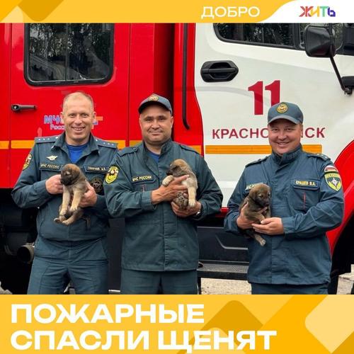 Пермские пожарные приютили щенков и растрогали весь город