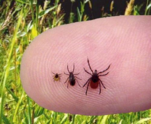 В России из-за укусов клещей умерло 2 человека, ещё 5 &mdash; находятся в реанимации