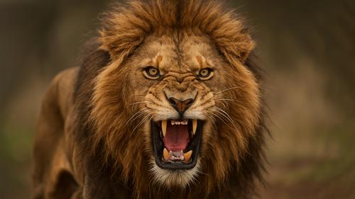 В зоопарке &laquo;Тайган&raquo; второе нападение львов на человека за год