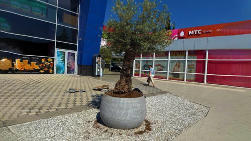 Мэр Ялты уверена &ndash; оливы будут радовать ее еще тысячу лет