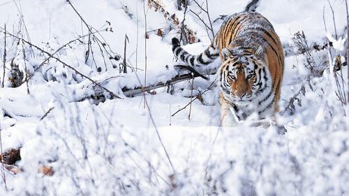 Размножение тигра стало политическим актом