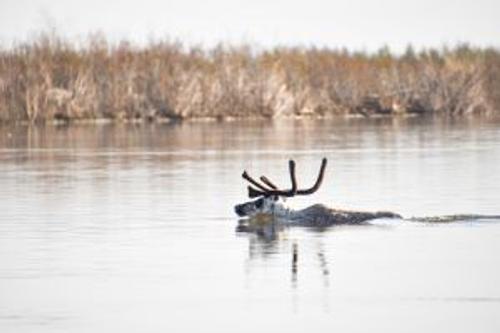 &laquo;Роснефть&raquo; продолжает исследования дикого северного оленя
