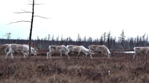 &laquo;Роснефть&raquo; продолжает исследования дикого северного оленя