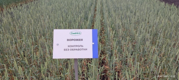 Сорта плюс технологии равно результат