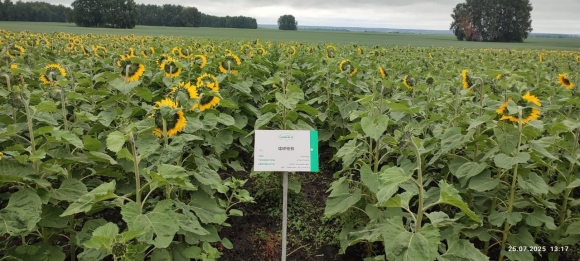 Сорта плюс технологии равно результат