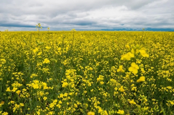 Тюменской сельскохозяйственной науке &ndash; 60
