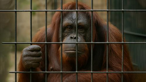 В &laquo;Тайгане&raquo; девушка дала пыхнуть орангутану
