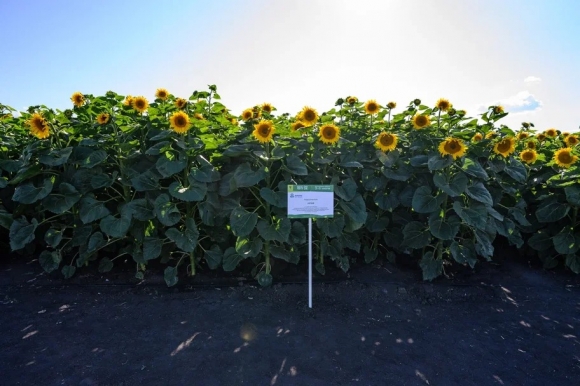 Всероссийский День поля &ndash; 2025: все главные аграрные тренды &ndash;  у &laquo;Щёлково Агрохим&raquo;