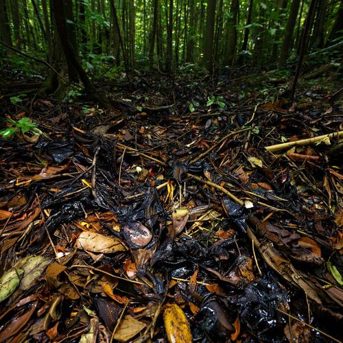 Всё по закону? Росприроднадзор отреагировал на утилизацию опасных отходов на землях лесного фонда