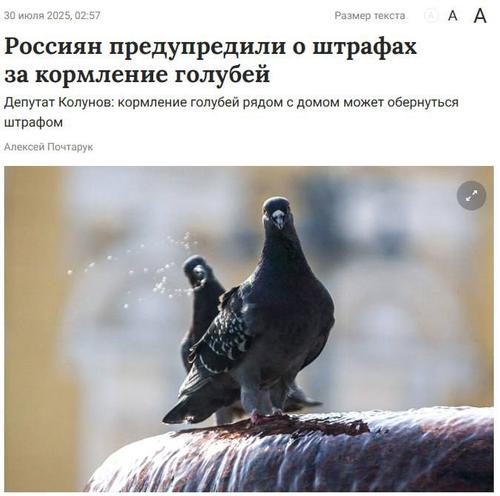 За кормление голубей у дома могут оштрафовать до 250 тысяч рублей