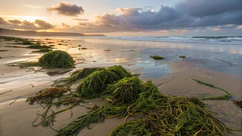 Мэр Евпатории потребовал от туристов не вытаскивать водоросли из моря