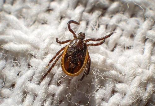 Назван топ регионов по активности клещей