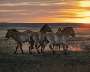 &laquo;Роснефть&raquo; поможет восстановить единственную в России популяцию лошадей Пржевальского