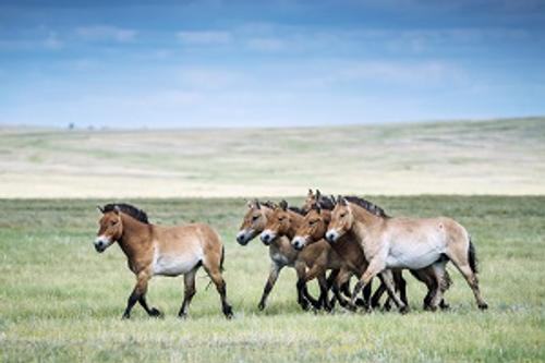 &laquo;Роснефть&raquo; поможет восстановить единственную в России популяцию лошадей Пржевальского