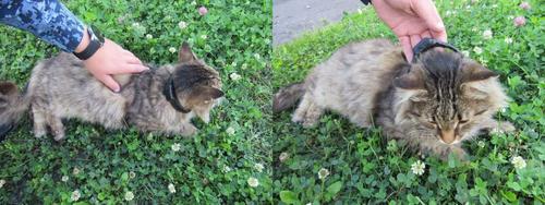 Силовики пресекли деятельность изобретательных преступников